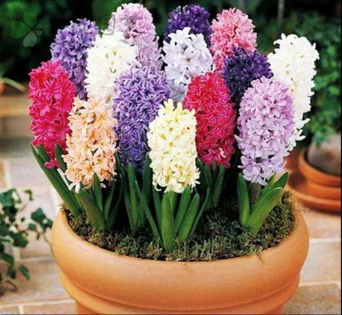 南方秋冬室內開花爆盆花卉推薦